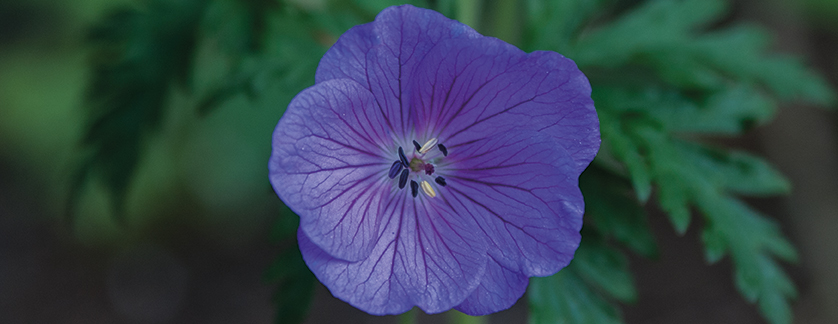 Geranium Clarkei Raina Hovenierscentrum De Briellaerd