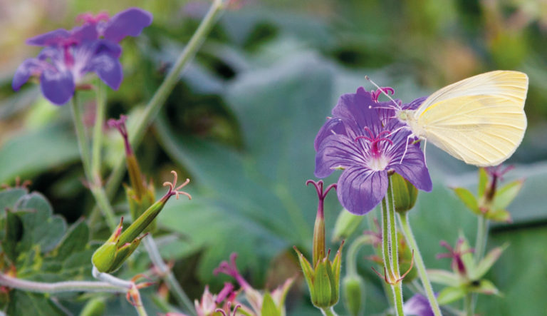 collectiehouder-geranium-hovenierscentrum-de-briellaerd-barneveld-l_1