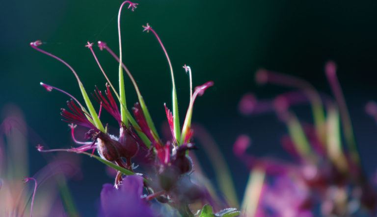 collectiehouder-geranium-hovenierscentrum-de-briellaerd-barneveld-l_2