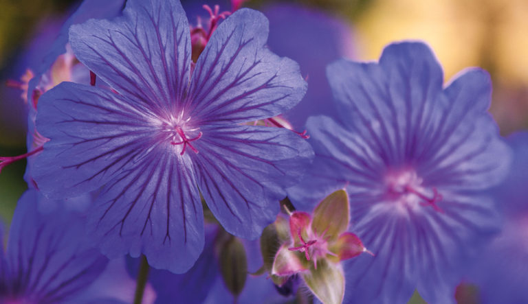 collectiehouder-geranium-hovenierscentrum-de-briellaerd-barneveld-l_3