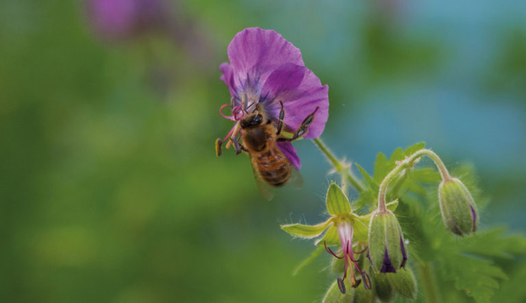 collectiehouder-geranium-hovenierscentrum-de-briellaerd-barneveld-l_4
