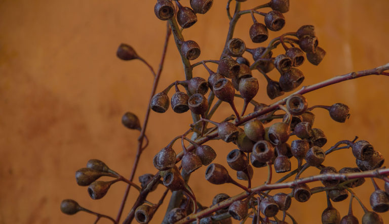 de-briellaerd-in-herfstsfeer-hovenierscentrum-de-briellaerd-barneveld-l_3