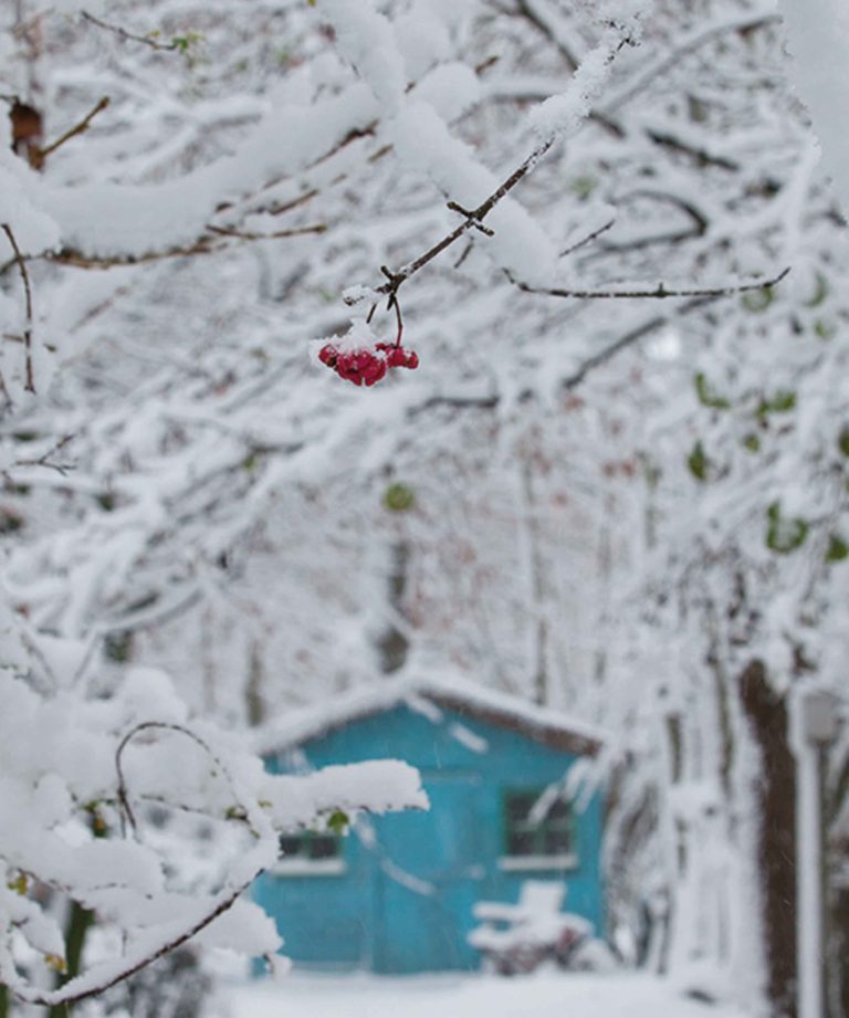 de-briellaerd-in-wintersfeer-hovenierscentrum-de-briellaerd-barneveld-s_18