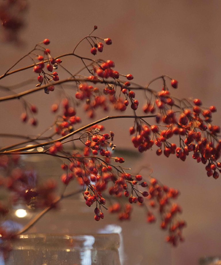 de-briellaerd-in-wintersfeer-hovenierscentrum-de-briellaerd-barneveld-s_19