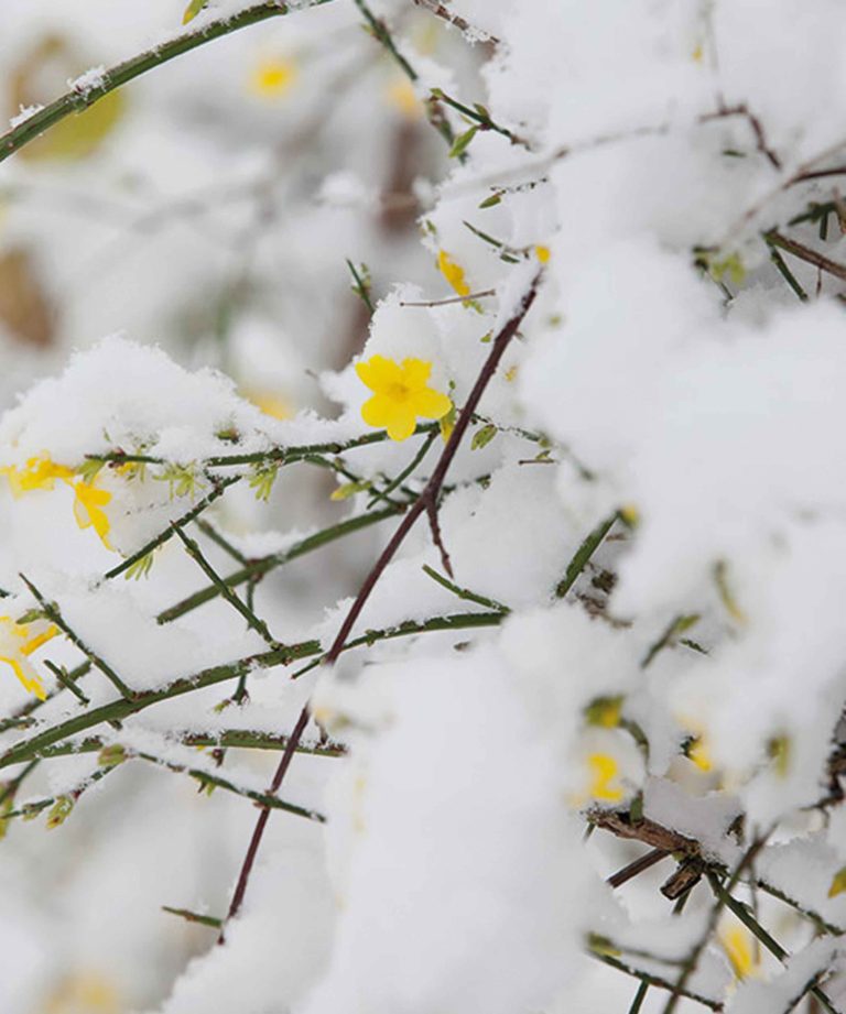 de-briellaerd-in-wintersfeer-hovenierscentrum-de-briellaerd-barneveld-s_3