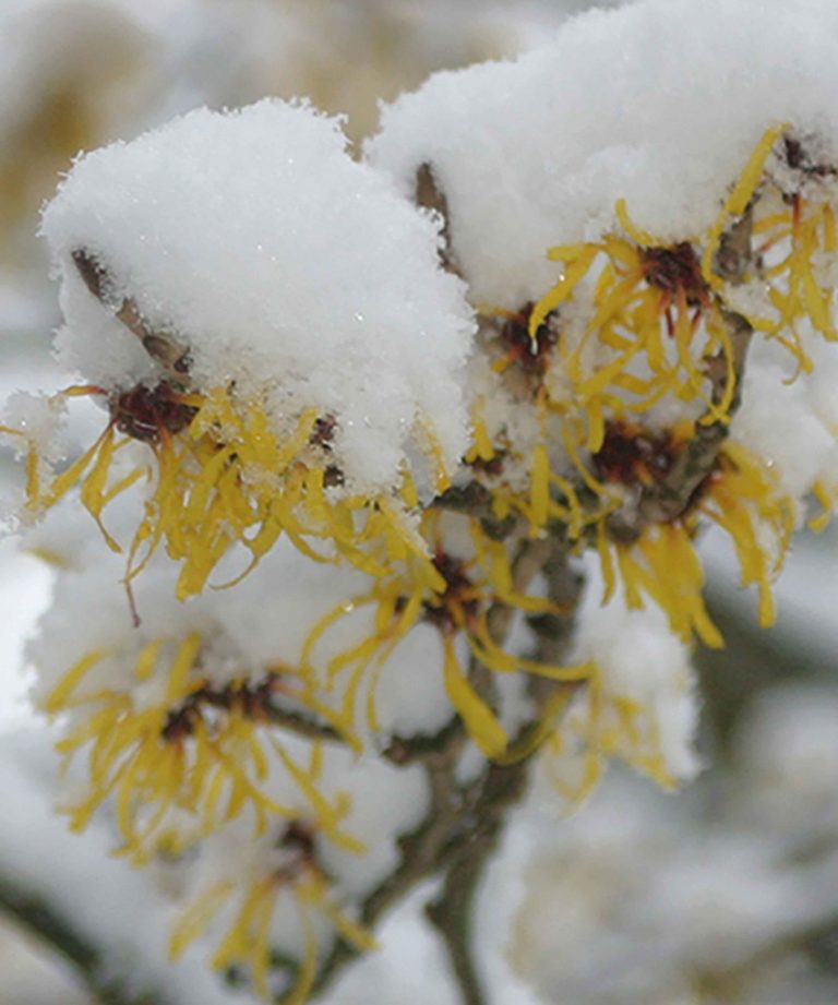 de-briellaerd-in-wintersfeer-hovenierscentrum-de-briellaerd-barneveld-s_5