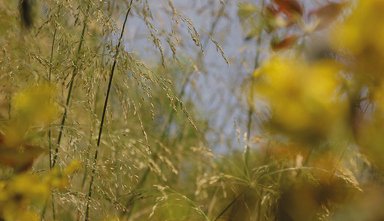 de-briellaerd-in-zomersfeer-hovenierscentrum-de-briellaerd-barneveld-l_7