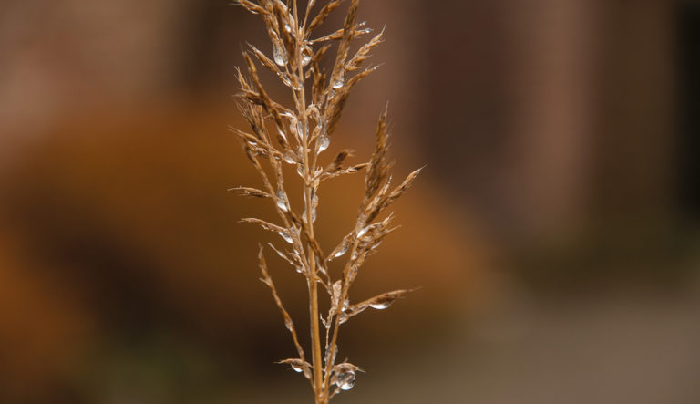 prairietuin-hovenierscentrum-de-briellaerd-barneveld_l2_23