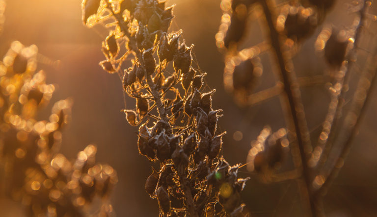 prairietuin-hovenierscentrum-de-briellaerd-barneveld_l2_26
