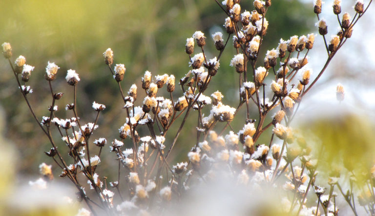 prairietuin-hovenierscentrum-de-briellaerd-barneveld_l2_28