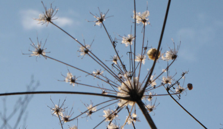 prairietuin-hovenierscentrum-de-briellaerd-barneveld_l2_29