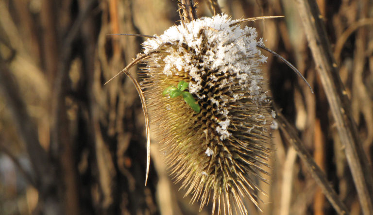 prairietuin-hovenierscentrum-de-briellaerd-barneveld_l2_30