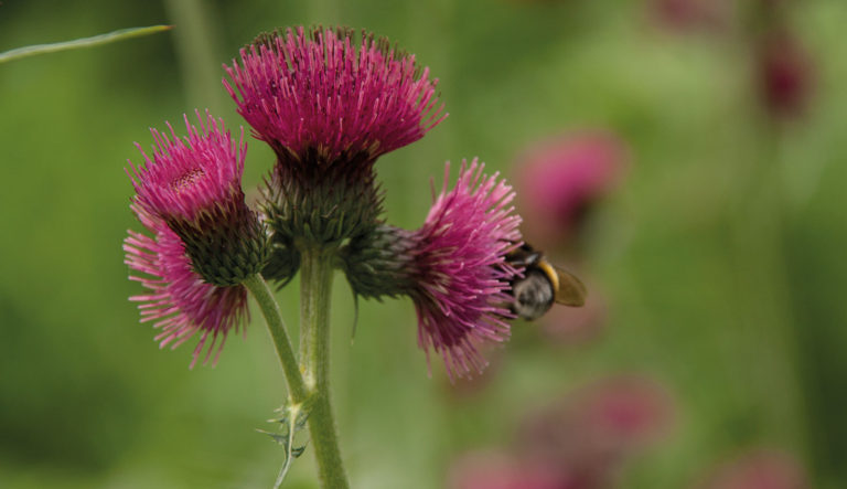 prairietuin-hovenierscentrum-de-briellaerd-barneveld_l3_35