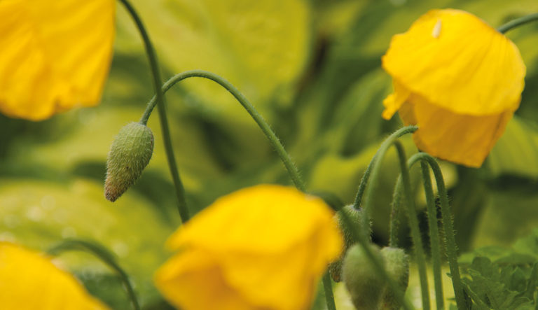 prairietuin-hovenierscentrum-de-briellaerd-barneveld_l3_36