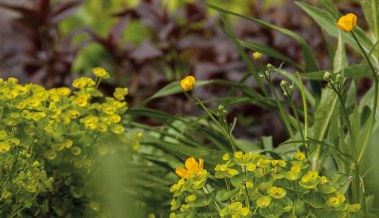 prairietuin-hovenierscentrum-de-briellaerd-barneveld_l3_42