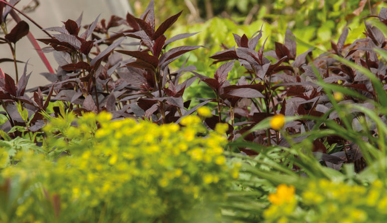 prairietuin-hovenierscentrum-de-briellaerd-barneveld_l3_43