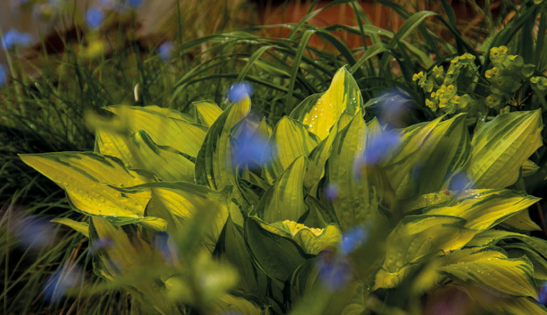 prairietuin-hovenierscentrum-de-briellaerd-barneveld_l3_47
