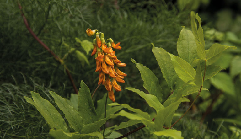 prairietuin-hovenierscentrum-de-briellaerd-barneveld_l3_50