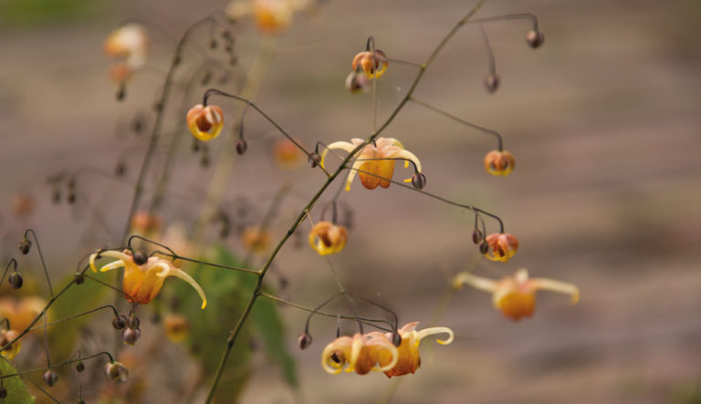 prairietuin-hovenierscentrum-de-briellaerd-barneveld_l3_52