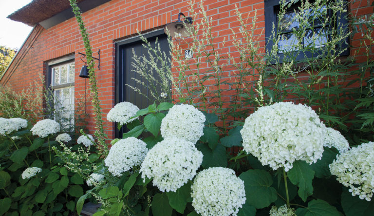 hortensia-tot-welke-groep-behoort-deze-hovenierscentrum-de-briellaerd-barneveld_l_2