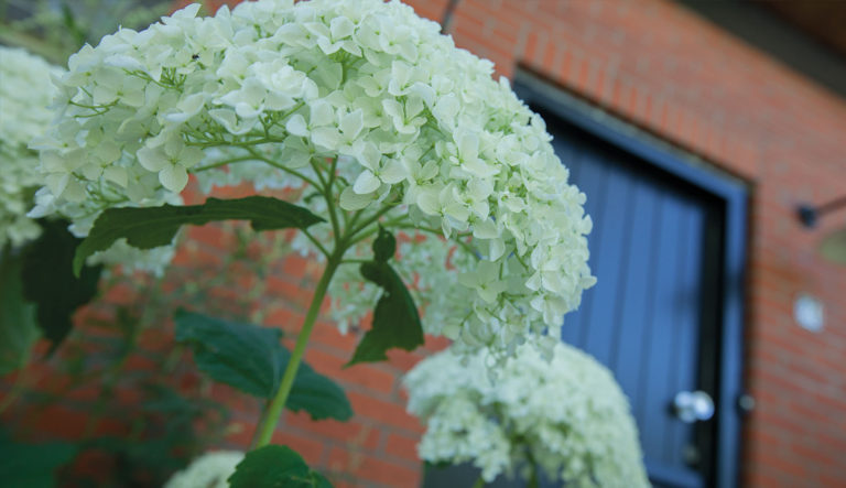 hortensia-tot-welke-groep-behoort-deze-hovenierscentrum-de-briellaerd-barneveld_l_3