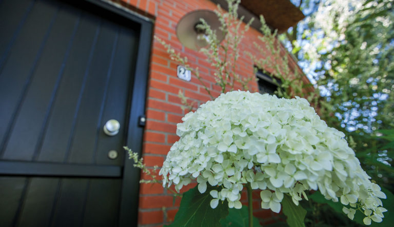hortensia-tot-welke-groep-behoort-deze-hovenierscentrum-de-briellaerd-barneveld_l_4