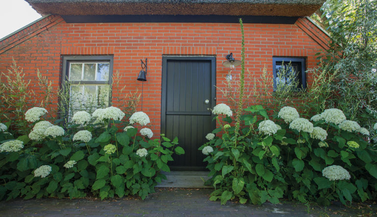 hortensia-tot-welke-groep-behoort-deze-hovenierscentrum-de-briellaerd-barneveld_l_5