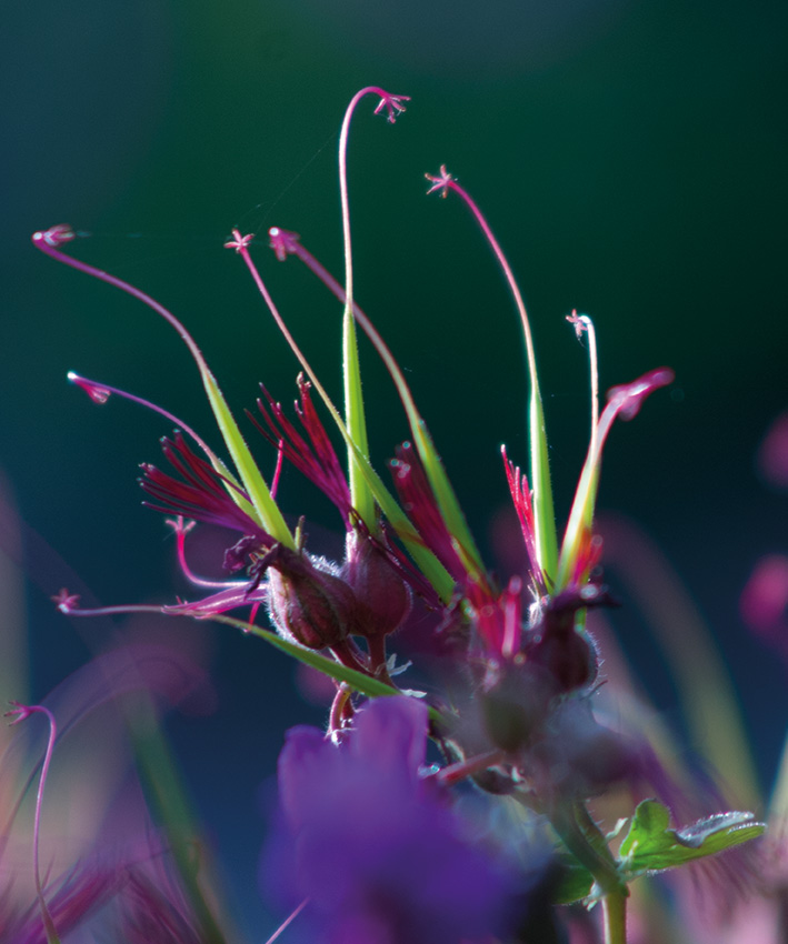 zaadknoppen van Geranium macrorrhizum 'Bevan's Variety'