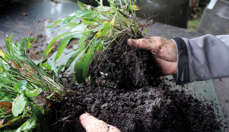 tuinonderhoud-vaste-planten-scheuren-hovenierscentrum-de-briellaerd-barneveld_l_1