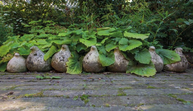 tuinrornamenten-dieren-hovenierscentrum-de-briellaerd-barneveld_l_18