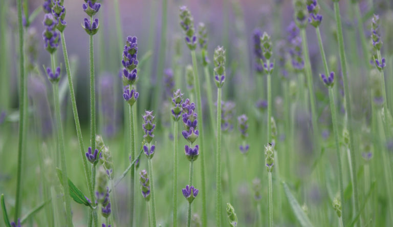 zo-blijft-uw-lavendel-mooi-hovenierscentrum-de-briellaerd-barneveld_l_1