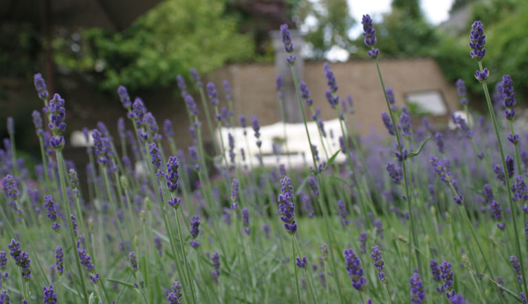 zo-blijft-uw-lavendel-mooi-hovenierscentrum-de-briellaerd-barneveld_l_2