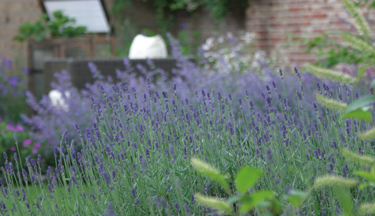 zo-blijft-uw-lavendel-mooi-hovenierscentrum-de-briellaerd-barneveld_l_3