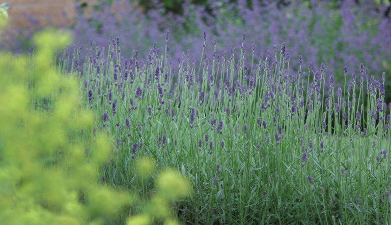 zo-blijft-uw-lavendel-mooi-hovenierscentrum-de-briellaerd-barneveld_l_4
