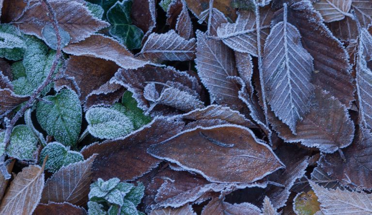 berijpt-blad-in-de-winter-bij-hovenierscentrum-de-briellaerd-uit-barneveld