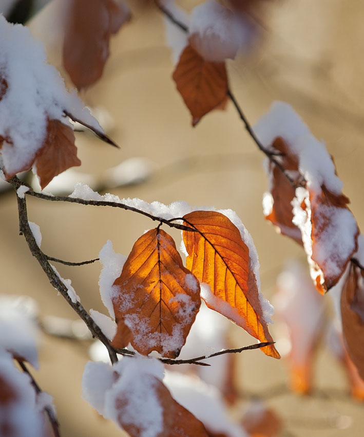 bladhoudende_beuk_in_de_sneeuw_hovenierscentrum_de_briellaerd