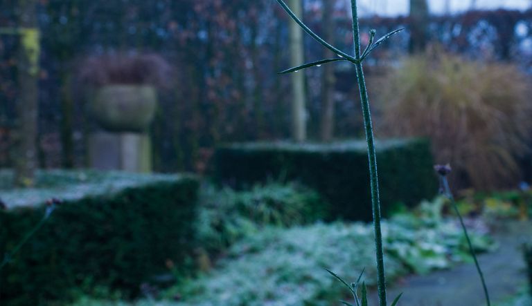 douwdruppels-in-de-wintertuin-op-hovenierscentrum-de-briellaerd