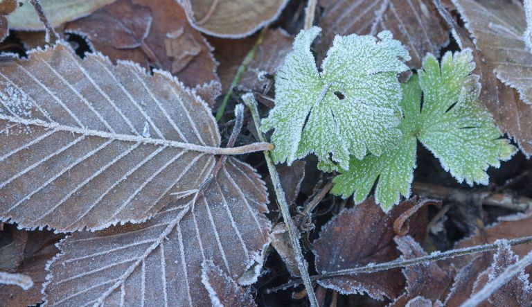gevallen-blad-met-rijp-in-de-tuin-van-hovenierscentrum-de-briellaerd-uit-barneveld