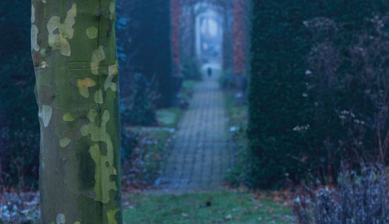 plataan-met-schors-in-de-winter-op-hovenierscentrum-de-briellaerd-in-barneveld