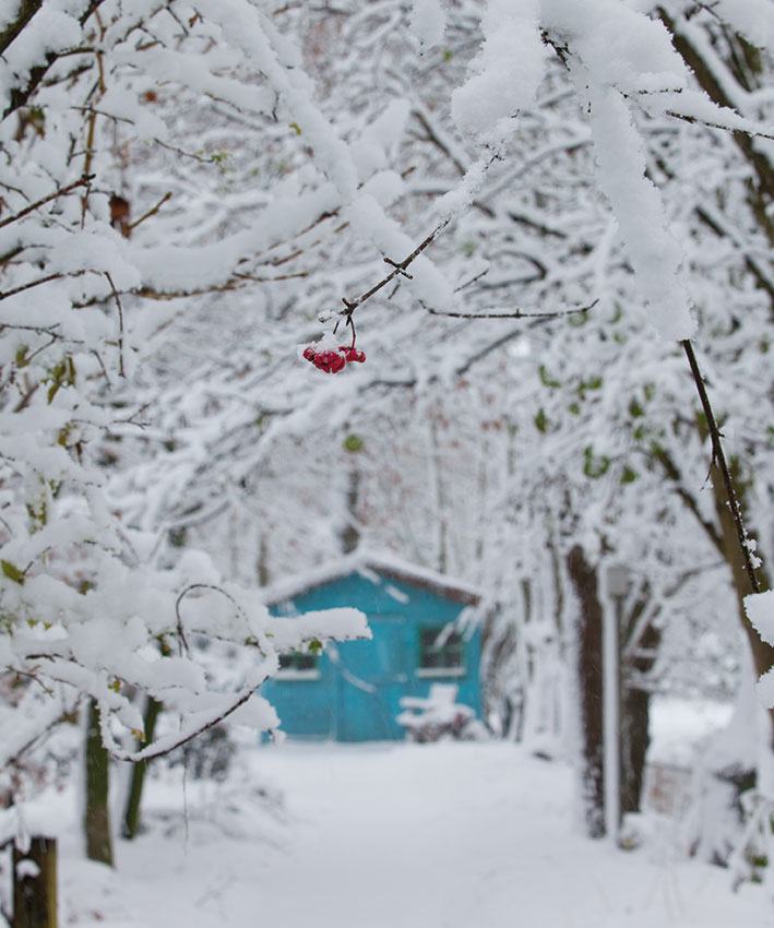 gelderse_roos_in_de_sneeuw_hovenierscentrum_de_briellaerd