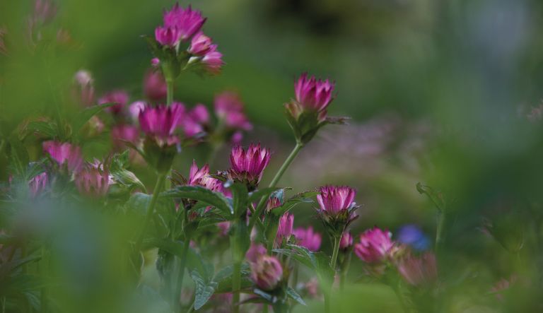 juni_wat_ben_je_mooi_l_4