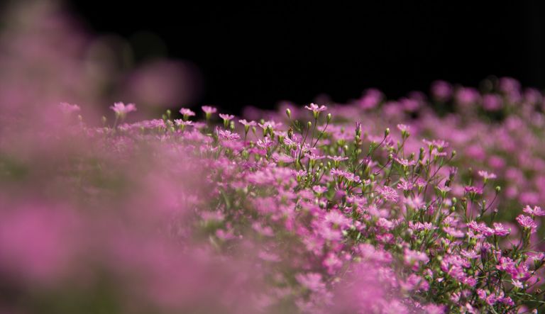 juni_wat_ben_je_mooi_l_6
