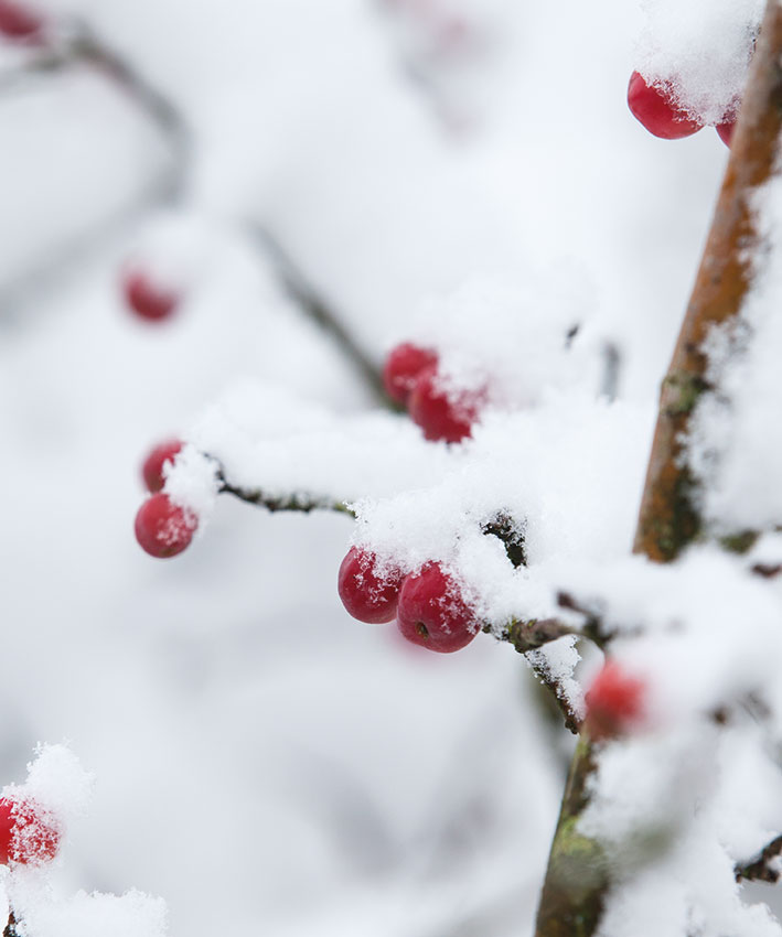 sierappel_rood_in_de_sneeuw_hovenierscentrum_de_briellaerd