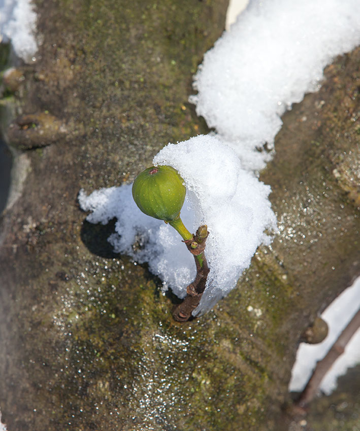 vijgenboom_in_de_sneeuw_hovenierscentrum_de_briellaerd