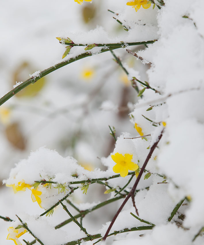 winterjasmijn_in_de_sneeuw_hovenierscentrum_de_briellaerd