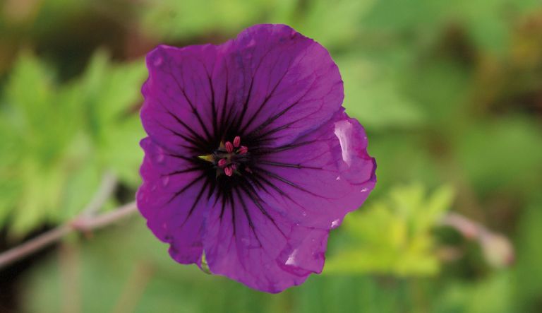 geranium-anne-thomson_crw_0738-l13