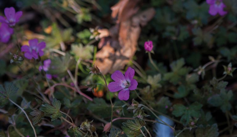 geranium-anne-thomson_crw_3127-l14