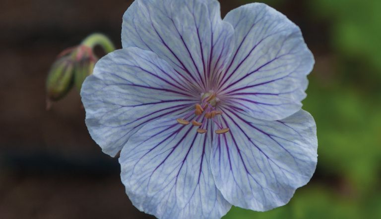 geranium-derrick-cook_crw_9677-l19-3