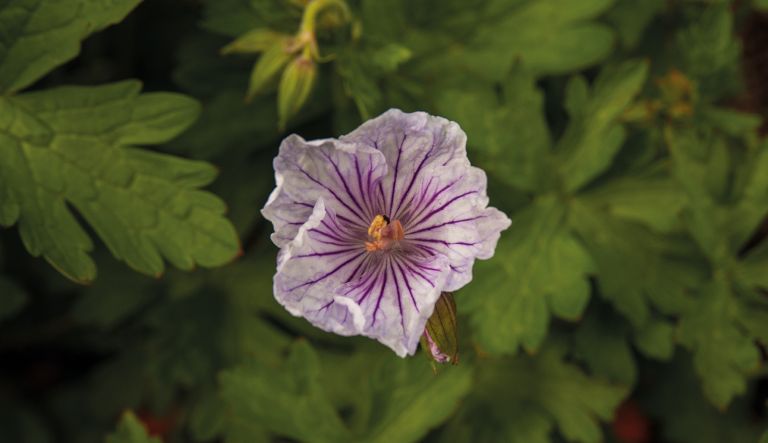 geranium-derrick-cook_mg_3641-l8-3