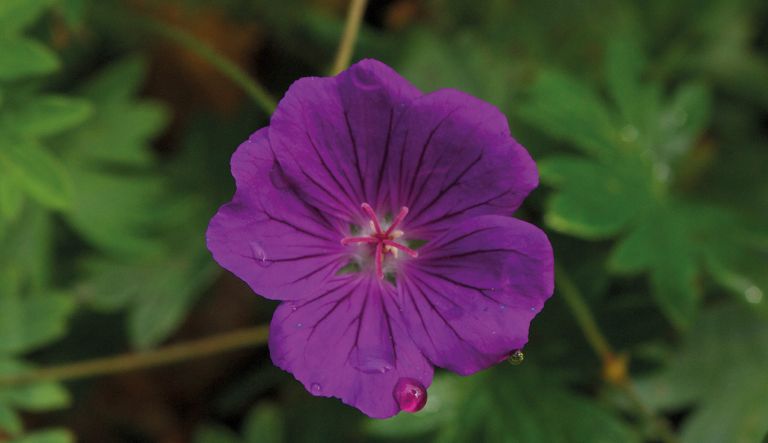 geranium-khan_crw_0698-l11